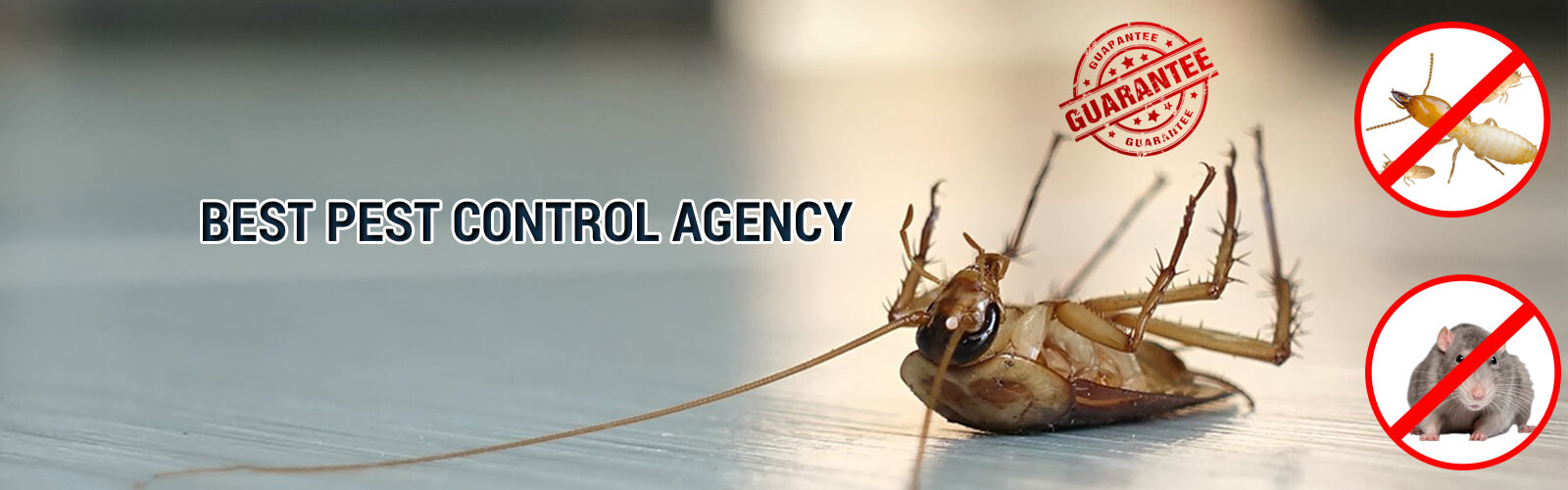 Pest Control Agency Rex Protect Your Assets
