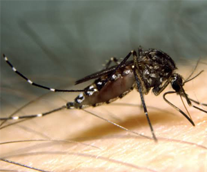 Mosquito Pest Control Services 