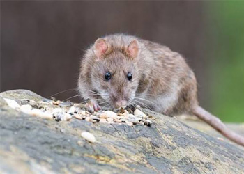 rat control servises, Pest Control Rates,Rates Of Pest Control