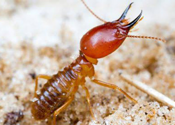 termite wall and floor treatment,Termite Pest Control In Gujarat