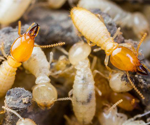 Termite Pest Control Ahmedabad