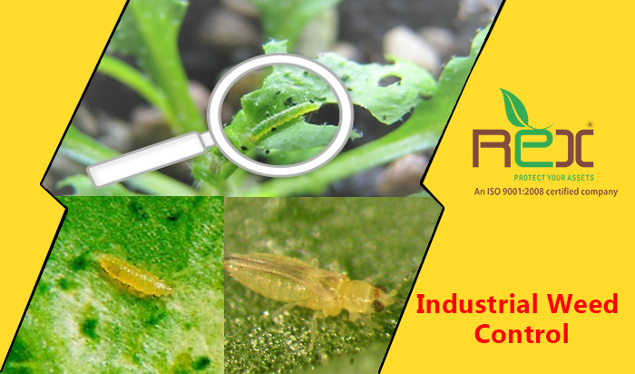 Industrial Weed Pest Control Services, Gujarat, India